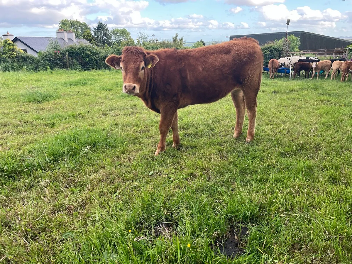 Limousin bulling heifer - Image 4