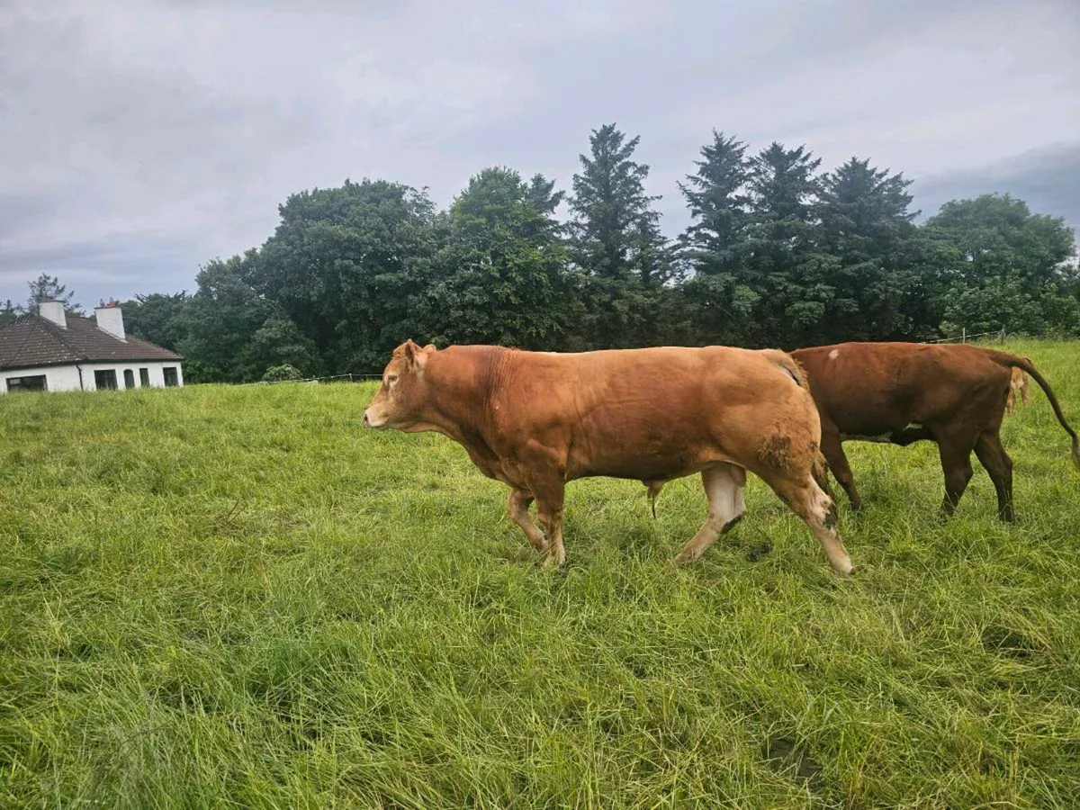 Lexicon  Lim Bull - Image 2
