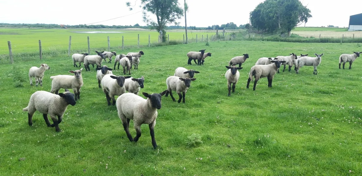 29 Suffolk Store Lambs - Image 3