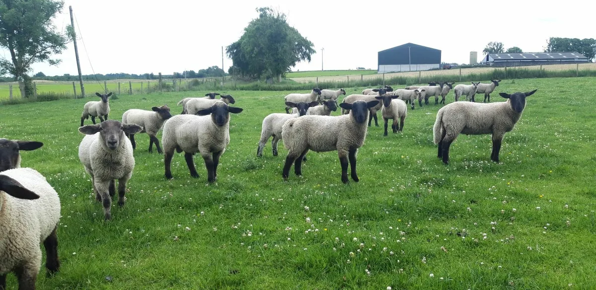 29 Suffolk Store Lambs - Image 1