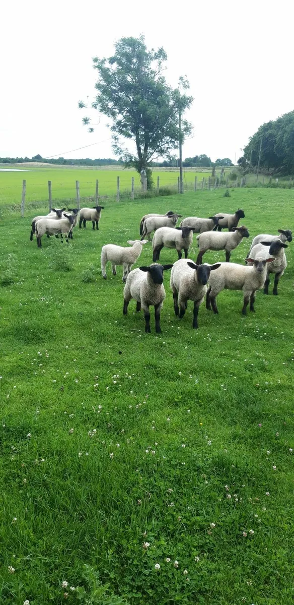 29 Suffolk Store Lambs - Image 4