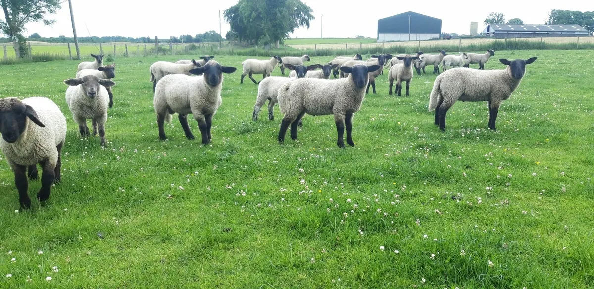 29 Suffolk Store Lambs - Image 2