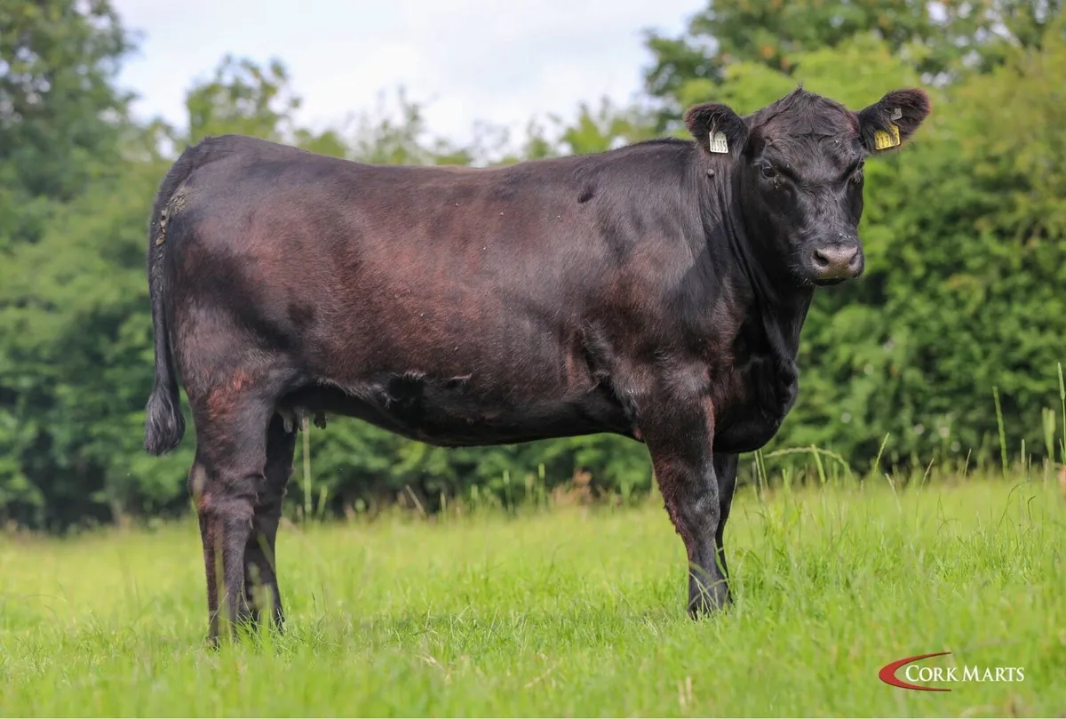 Ped AA in calf heifers - Image 1