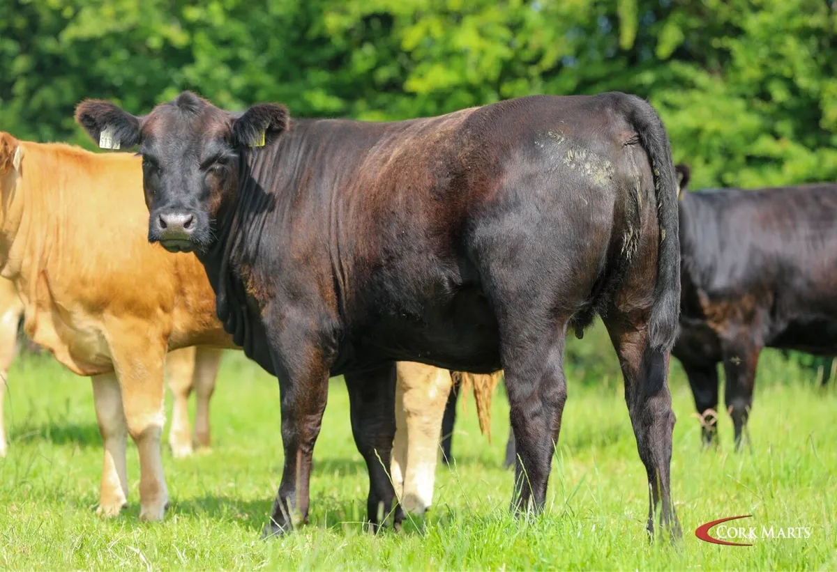 Ped AA in calf heifers - Image 3