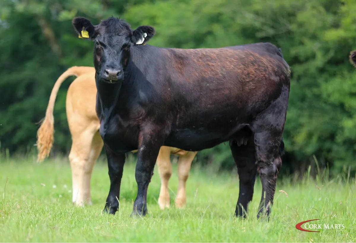 Ped AA in calf heifers - Image 4