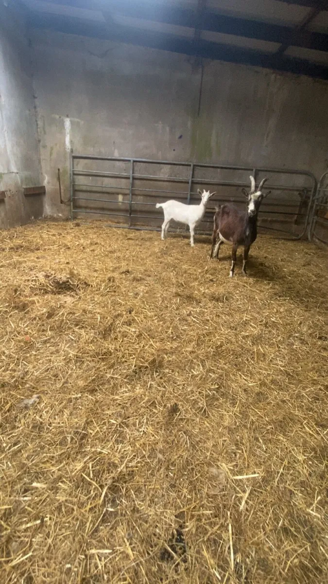 Goats - Image 1