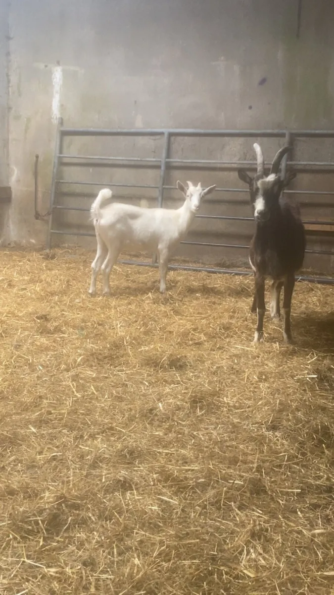 Goats - Image 2