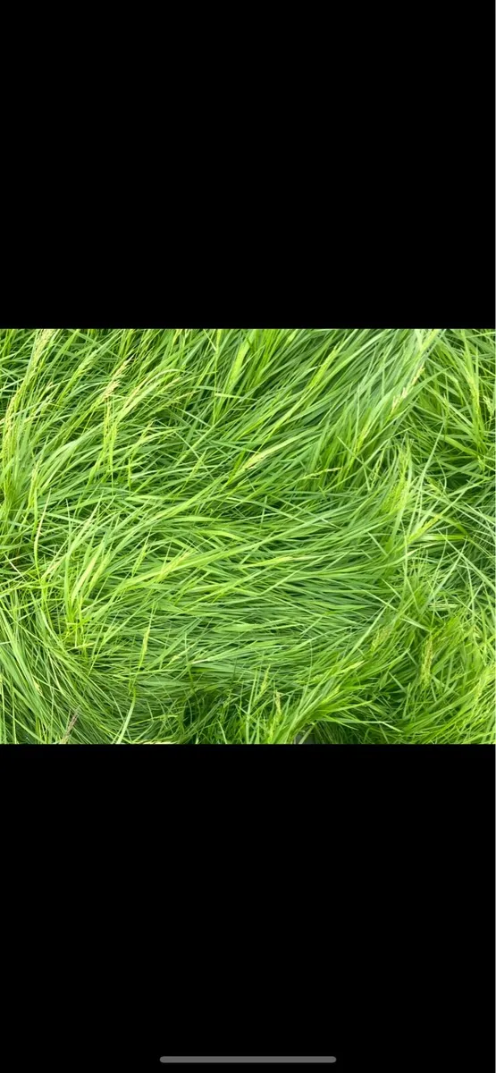 Meadow