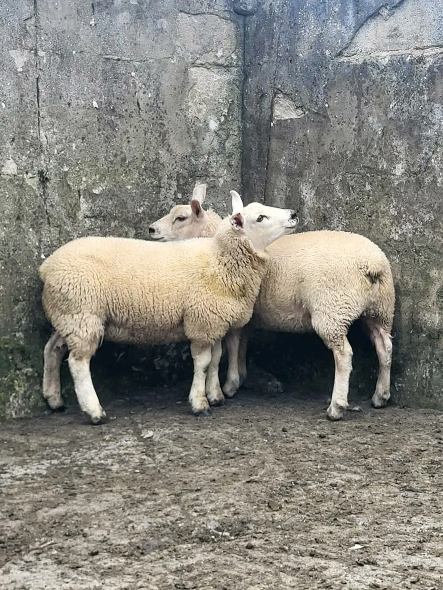 Texel Cross Ewe lambs - Image 2