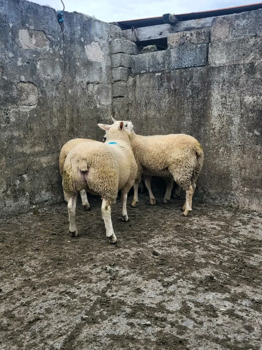 Texel Cross Ewe lambs - Image 3
