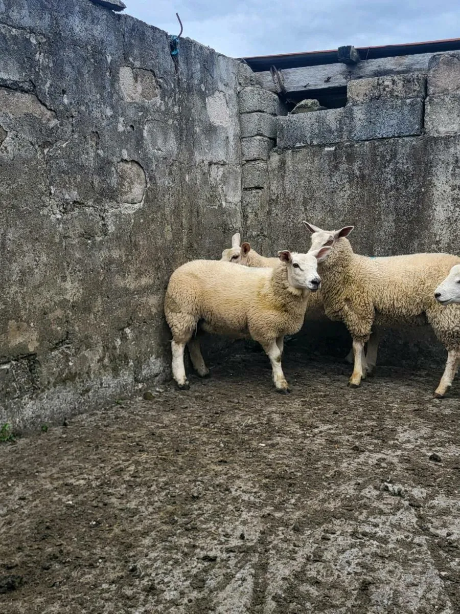 Texel Cross Ewe lambs - Image 4