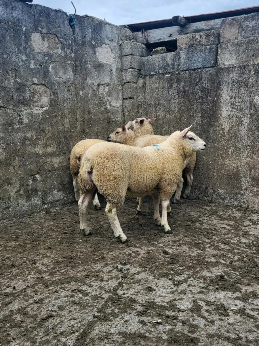 Texel Cross Ewe lambs - Image 1