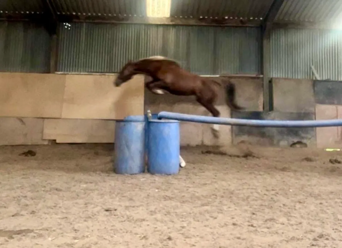 7yo O Piloth Mare - Image 1
