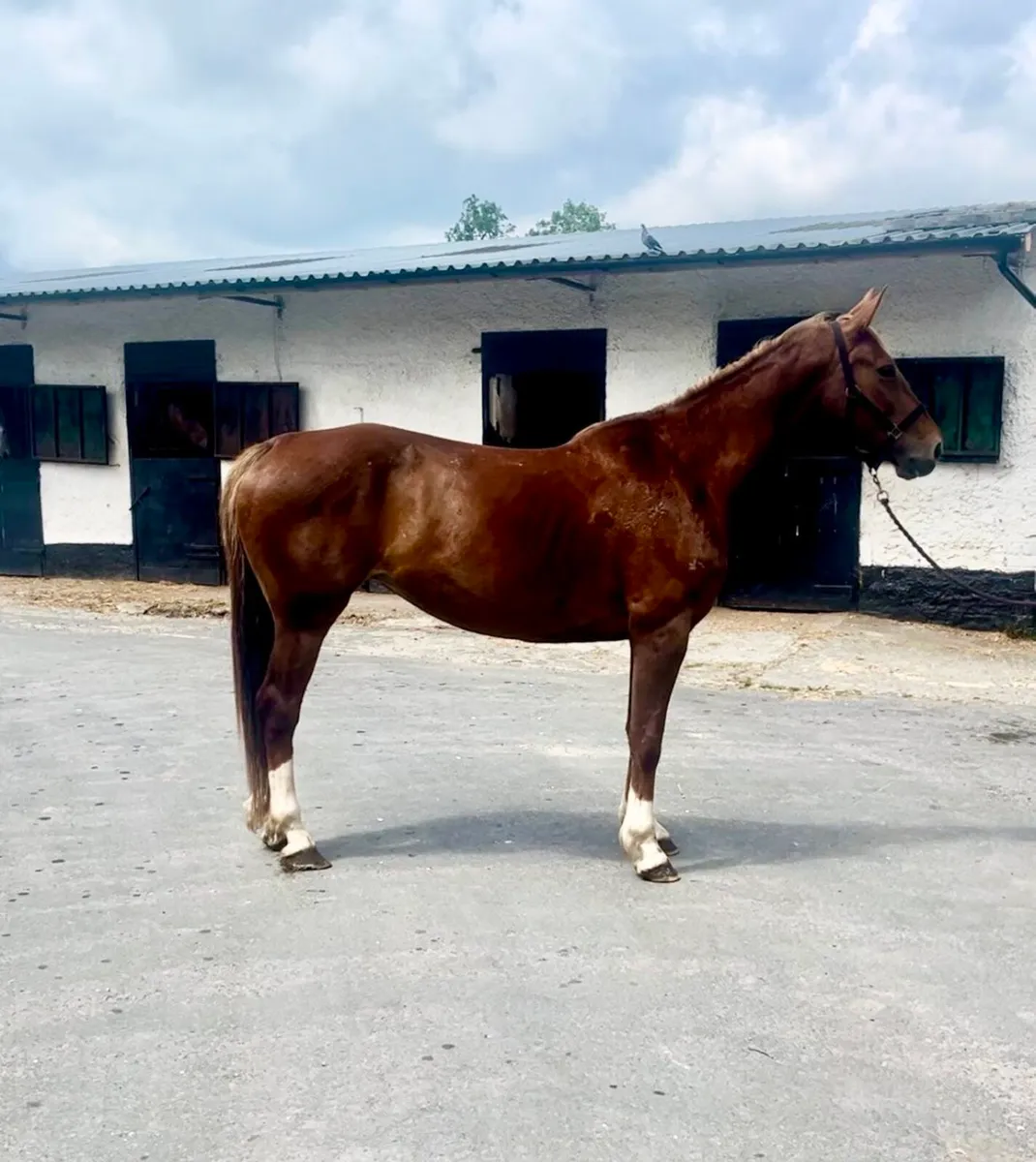 7yo O Piloth Mare - Image 2