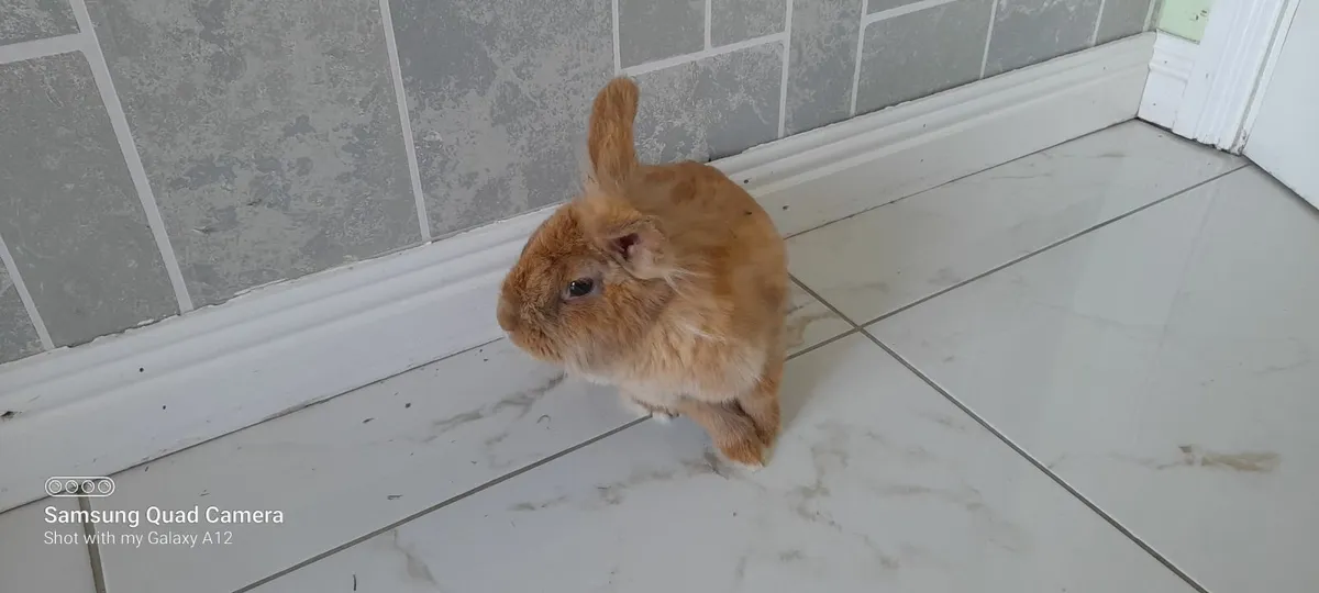 Bunnies - Image 1