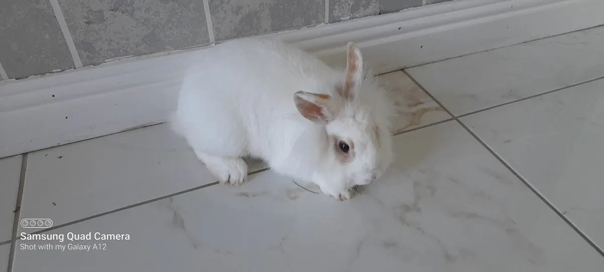 Bunnies - Image 2