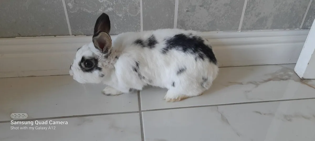 Bunnies - Image 3