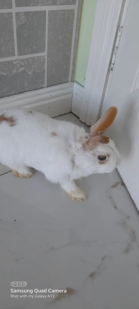 Bunnies - Image 4