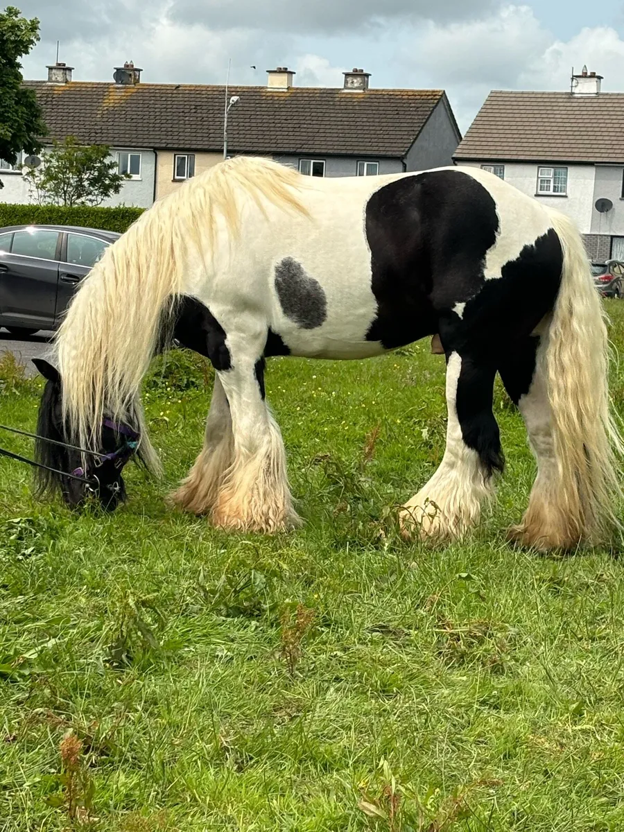 Stallion for sale - Image 1