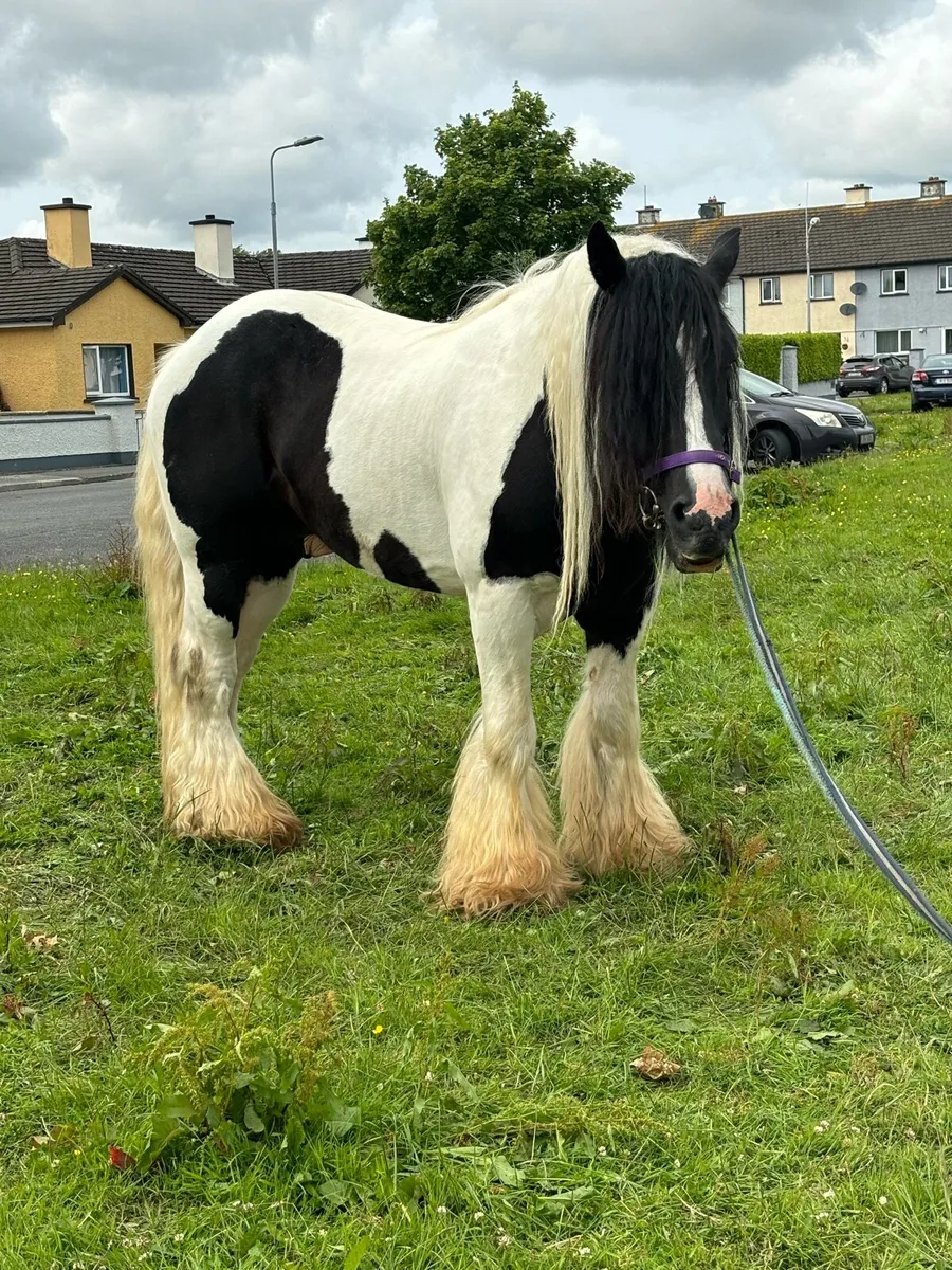 Stallion for sale - Image 2