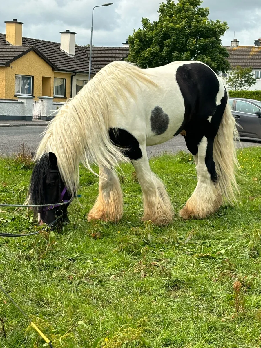 Stallion for sale - Image 3