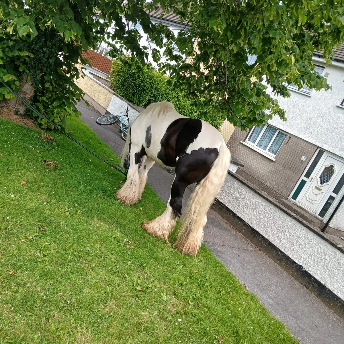 Stallion for sale - Image 4