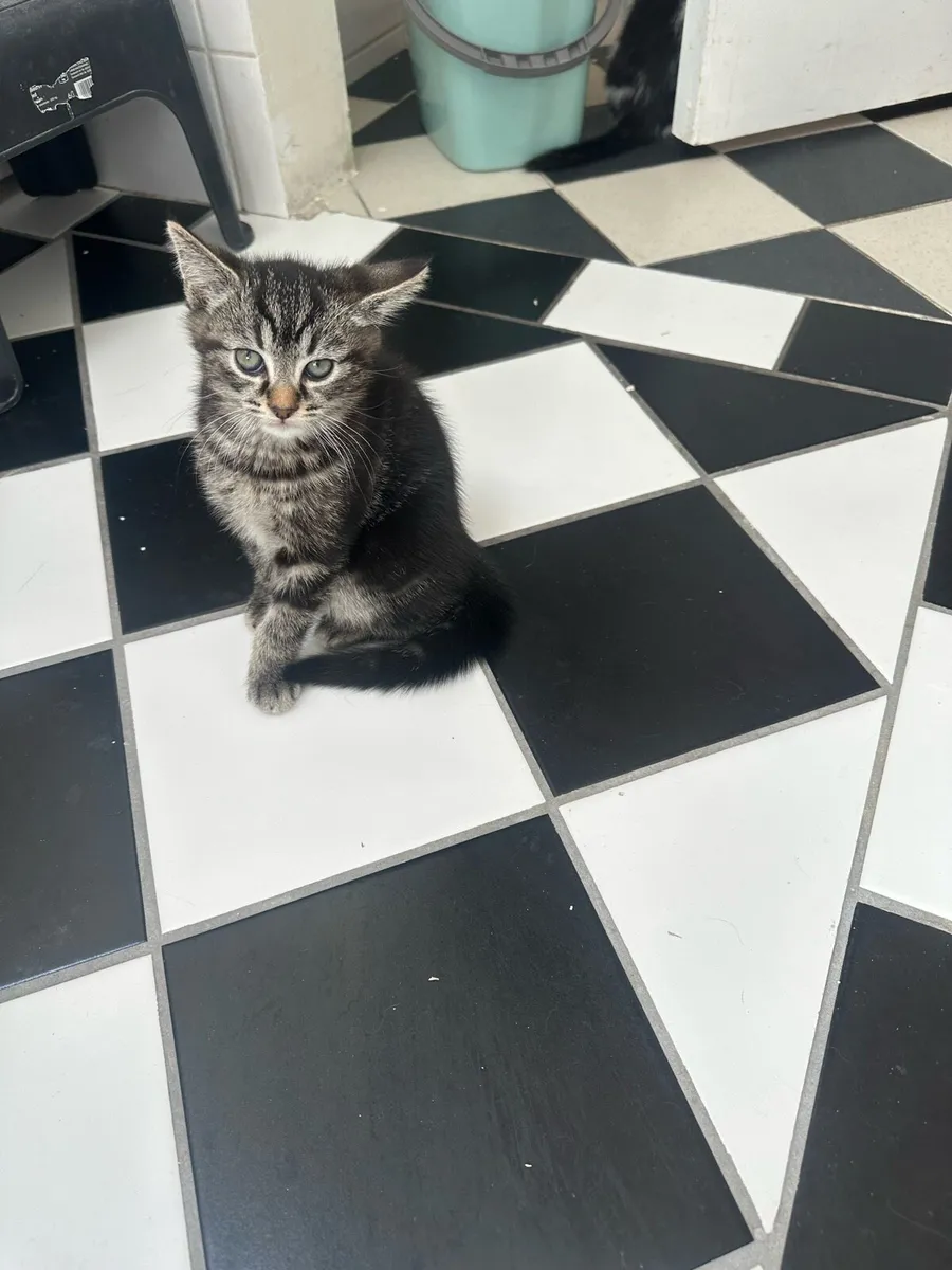 Kittens 2 months old - Image 1