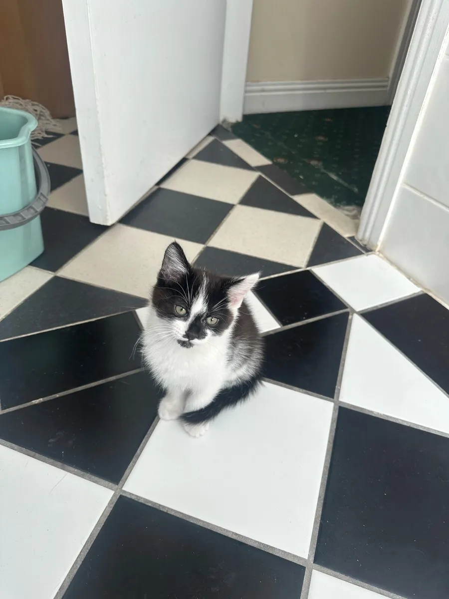 Kittens 2 months old - Image 2