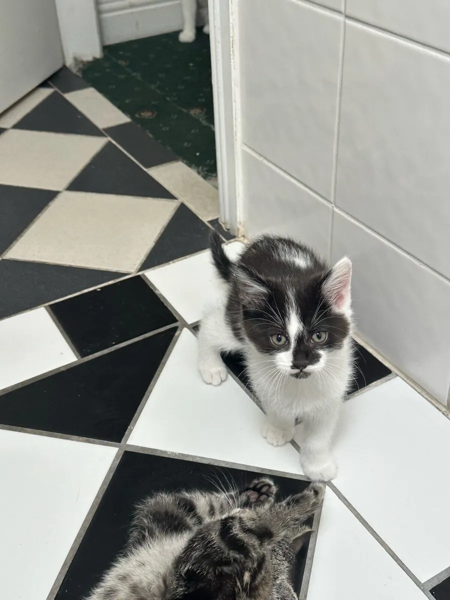 Kittens 2 months old - Image 3