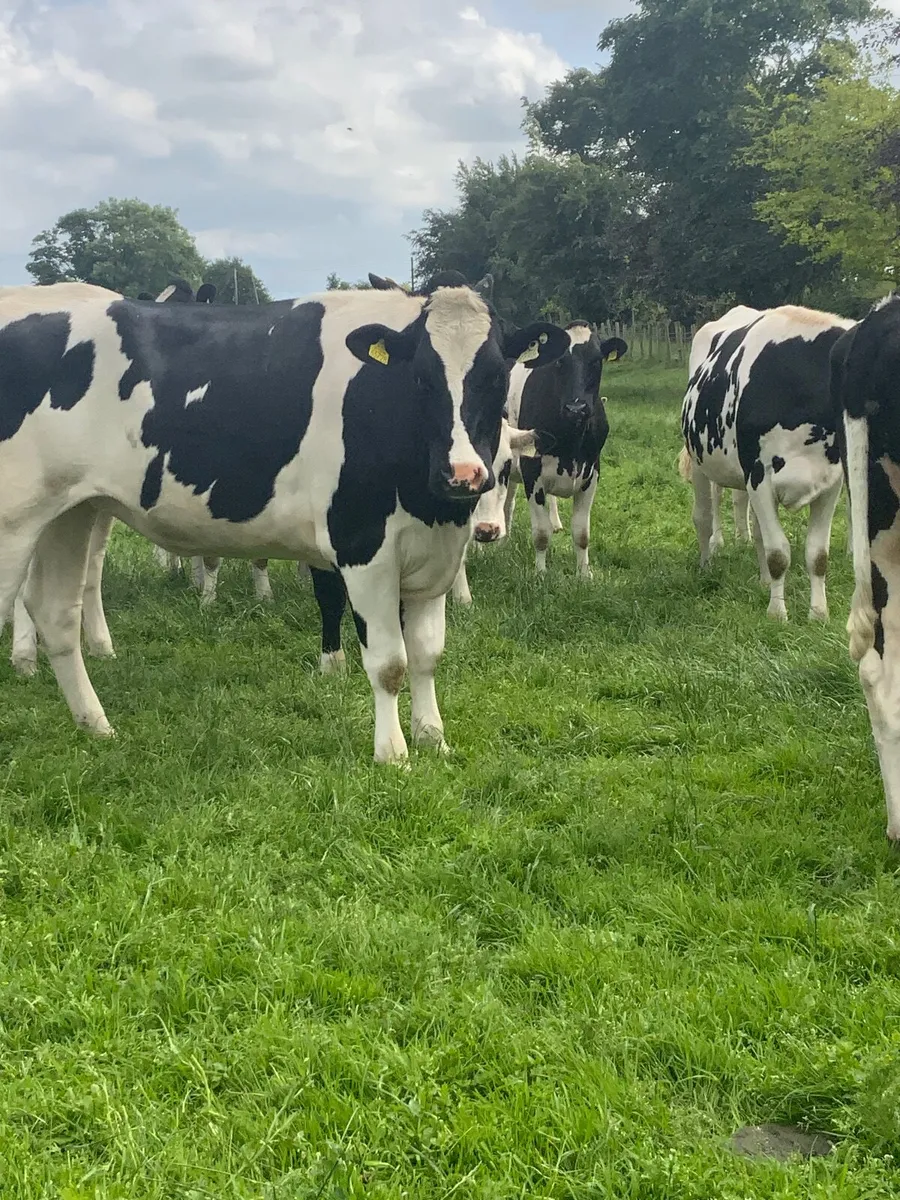 Springing Frisian Heifers - Image 2