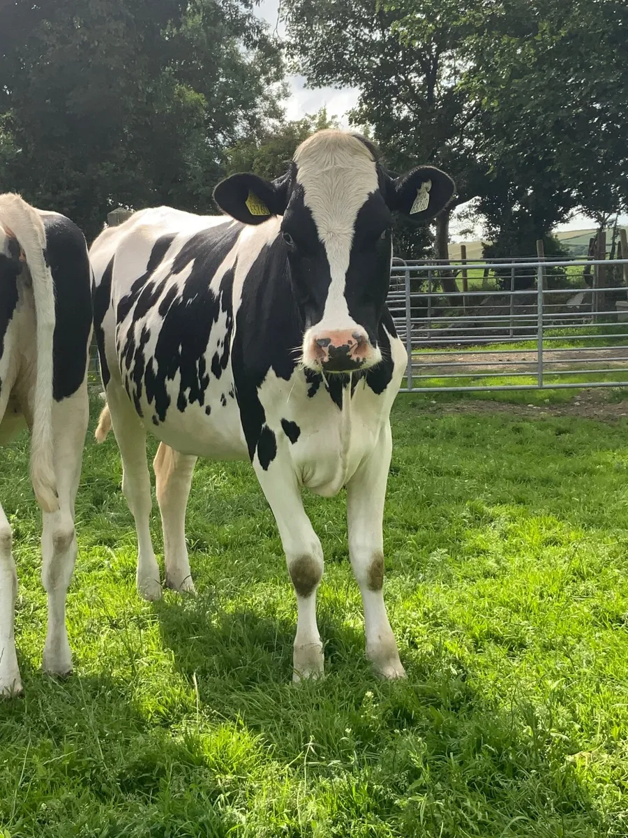 Springing Frisian Heifers - Image 1