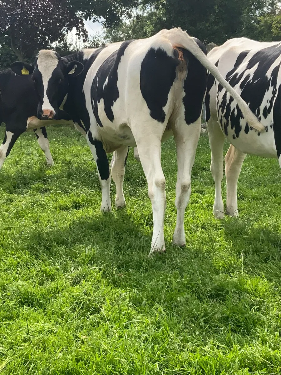 Springing Frisian Heifers - Image 3