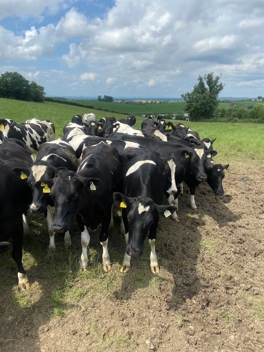 Springing Frisian Heifers - Image 4
