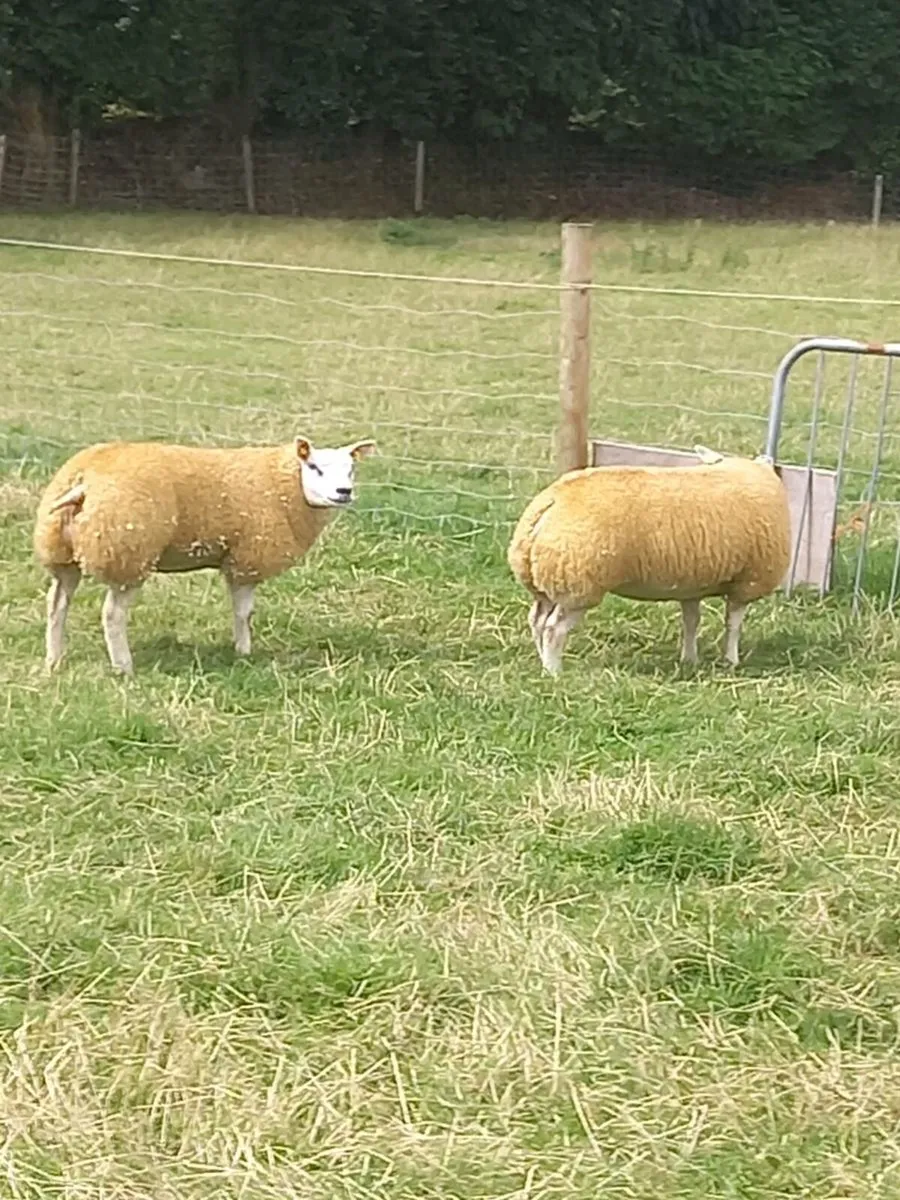 Organic ewe lambs 30kg wanted