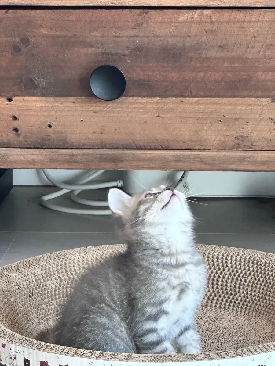 British Shorthair Kitten 8 weeks - Image 1