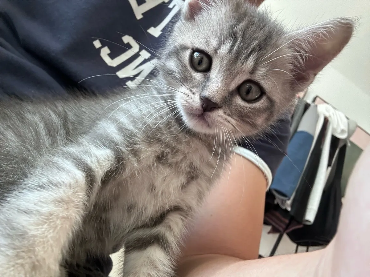 British Shorthair Kitten 8 weeks - Image 2