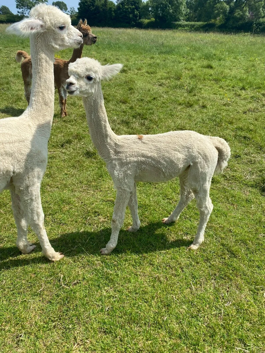 Young male alpaca - Image 2