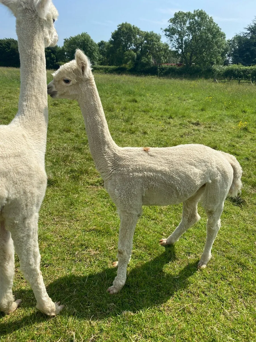Young male alpaca - Image 3