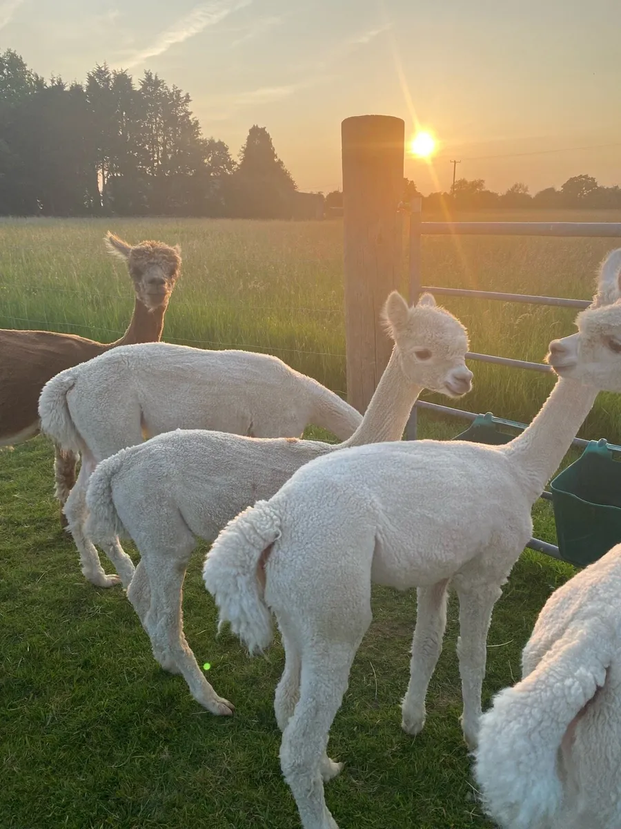 Young male alpaca - Image 1