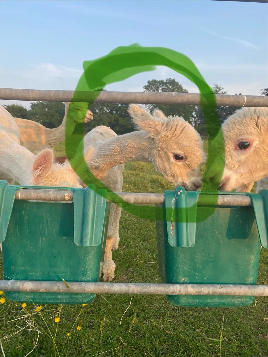Young male alpaca - Image 4