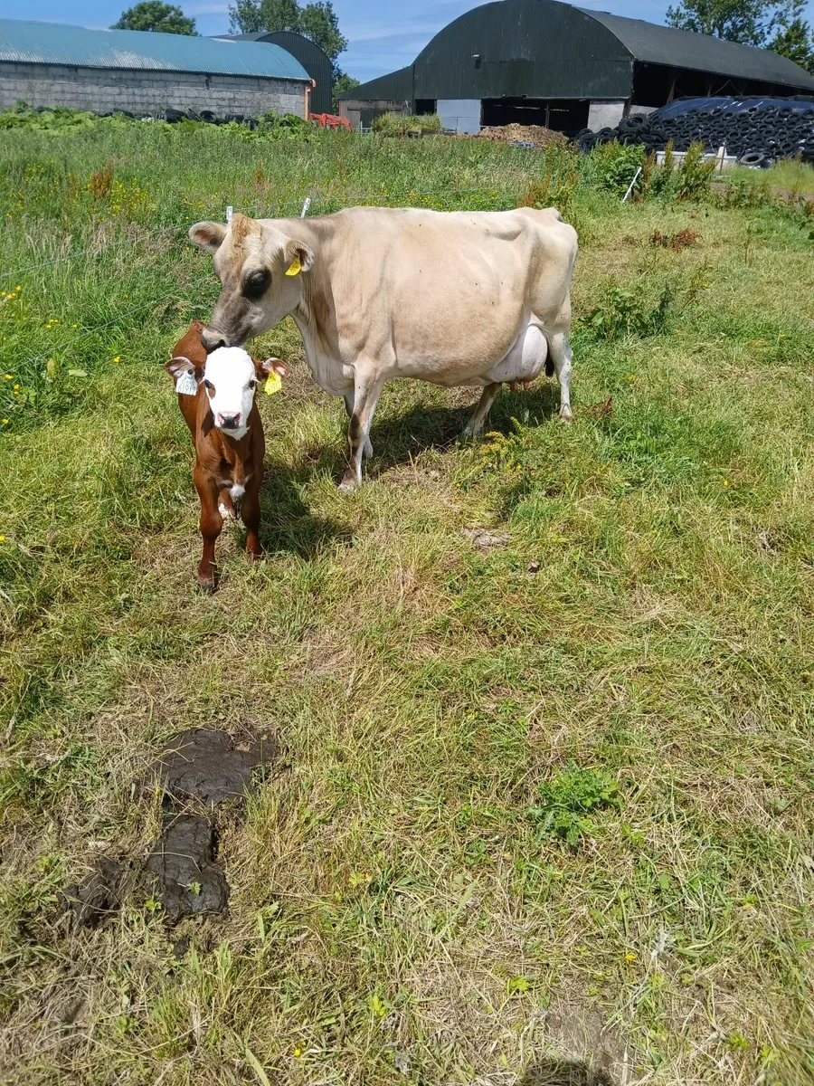 2 Cows, 3 Calves - Image 2