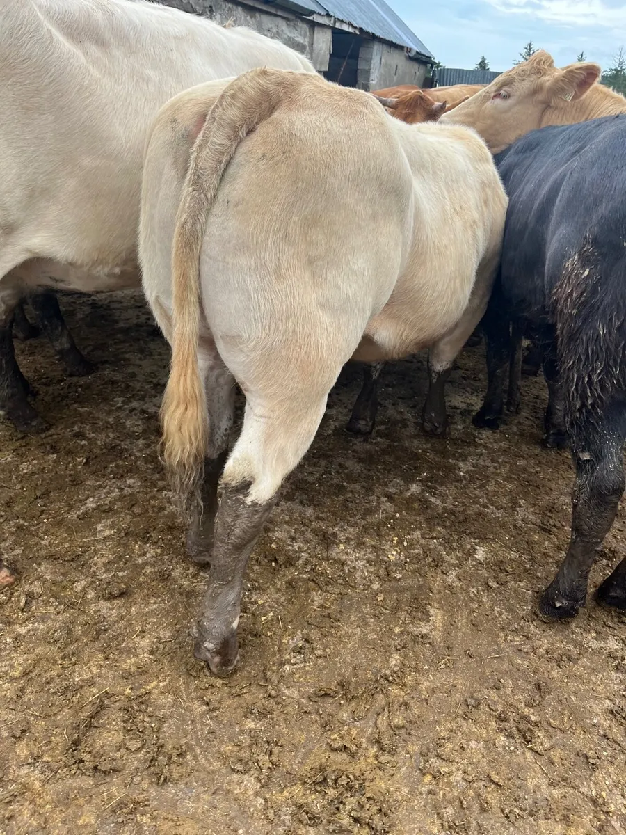 Store heifers - Image 1
