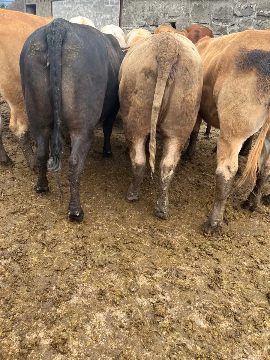 Store heifers - Image 2