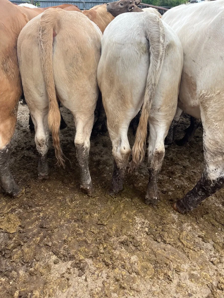 Store heifers - Image 3