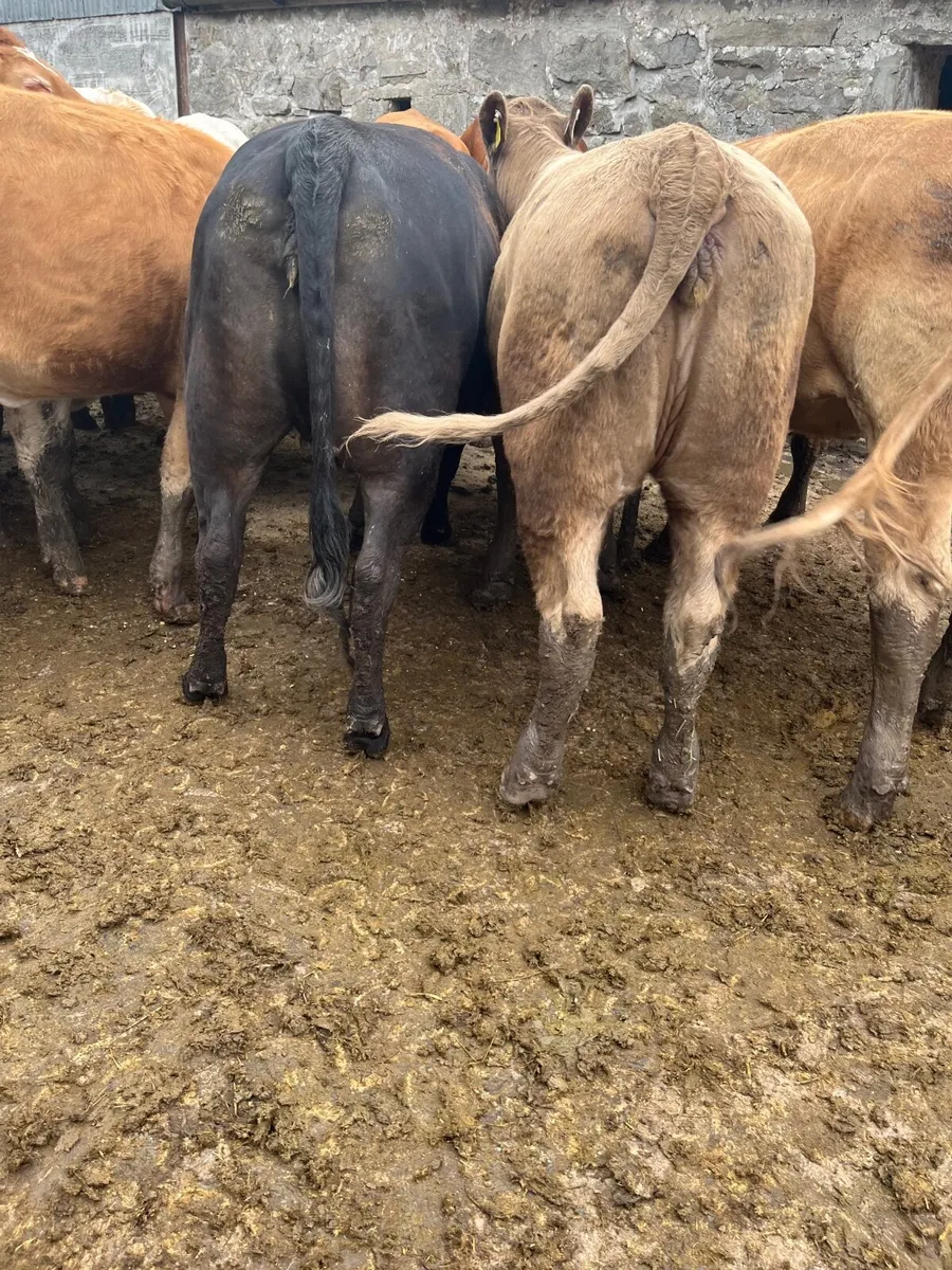 Store heifers - Image 4