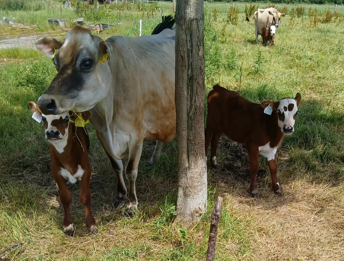 2 Cows, 3 Calves - Image 1