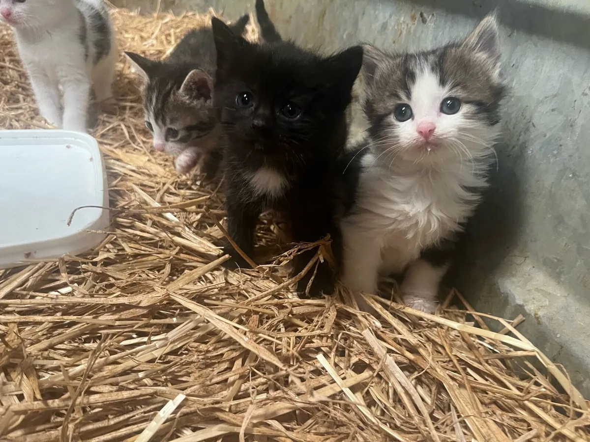 Kittens - Image 1