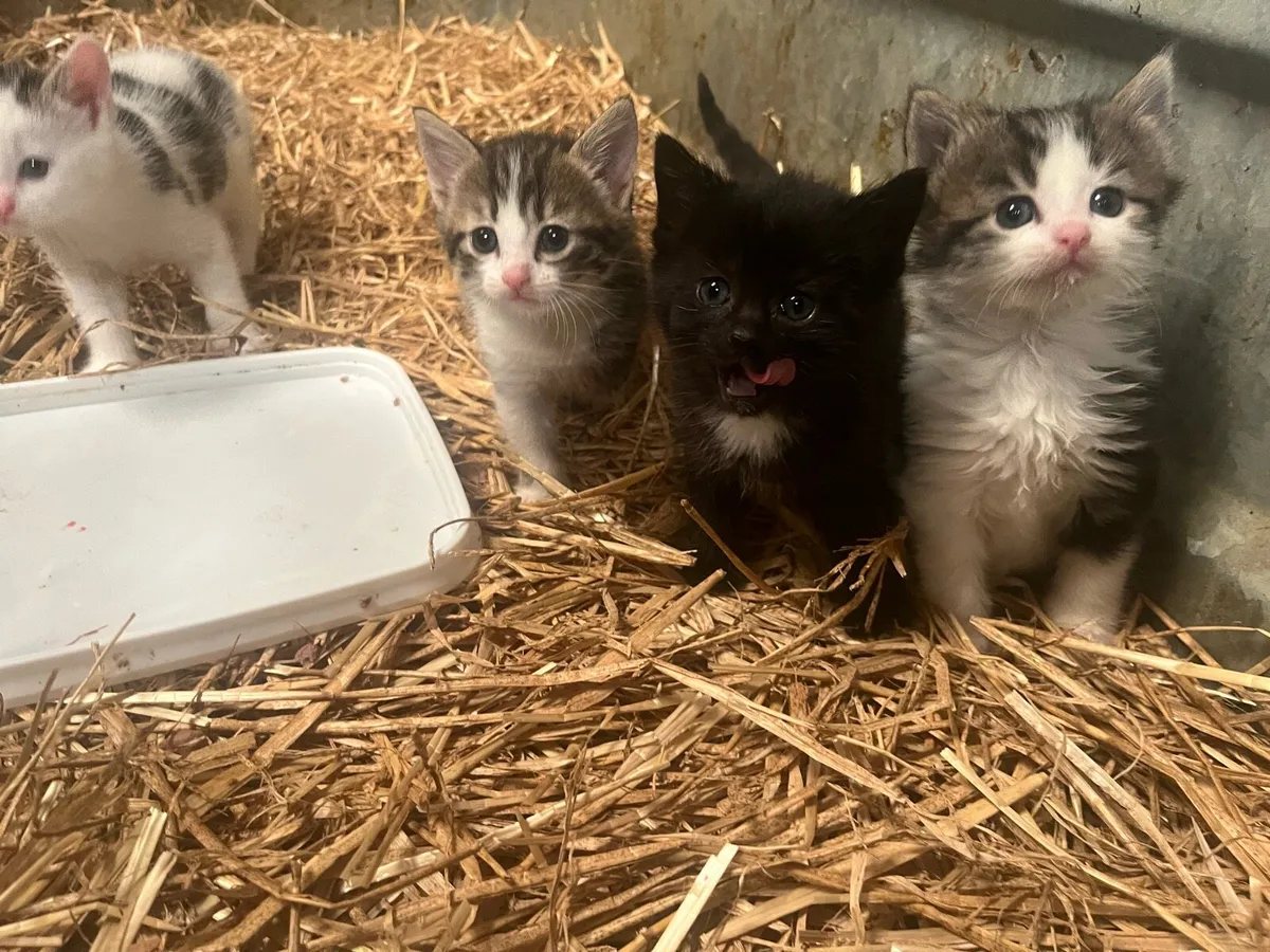 Kittens - Image 2