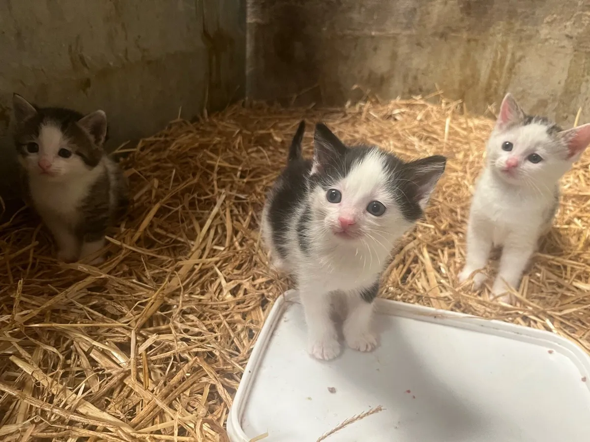 Kittens - Image 3