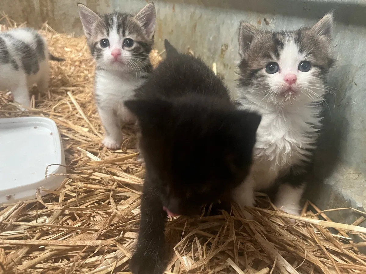 Kittens - Image 4